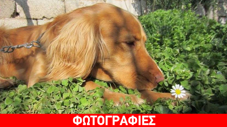 Χαρίζεται ο Ρόκυ