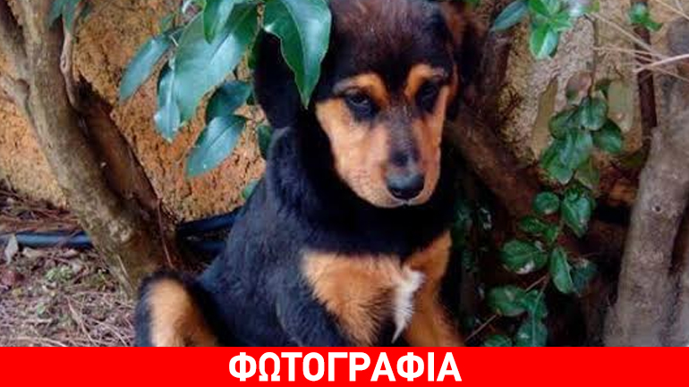 Χαλάνδρι: Ζητείται φιλοξενία για κουτάβι