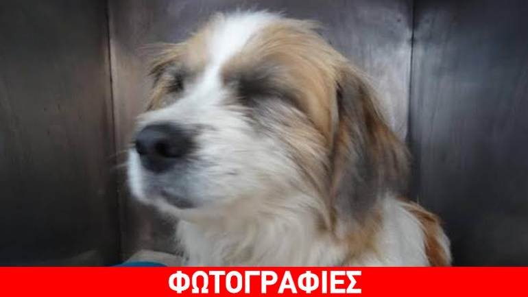 Πύργος: Βοηθήστε τραυματισμένη σκυλίτσα