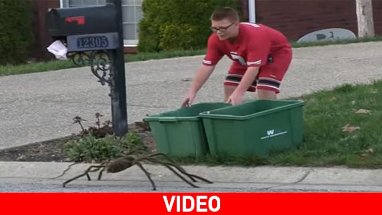 Drone-αράχνη σκορπάει τον τρόμο και το… γέλιο