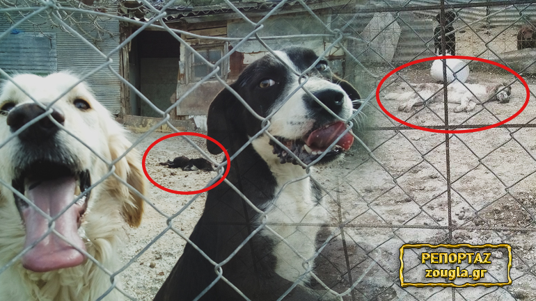 Φιλόζωοι κατ΄ ευφημισμόν Φιλόζωοι κατ΄ ευφημισμόν