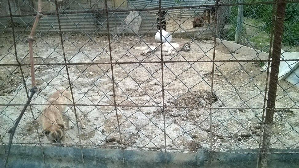 Ένα σκυλί κείτεται νεκρό, μεταξύ των άλλων που 'προστατεύονται' από τη φιλοζωική