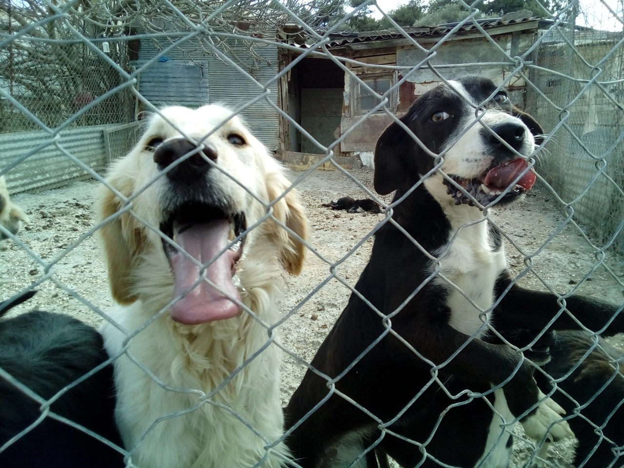 Στο βάθος διακρίνεται το κουφάρι του ζώου, το οποίο έτρωγαν τα σκυλιά της φωτογραφίας