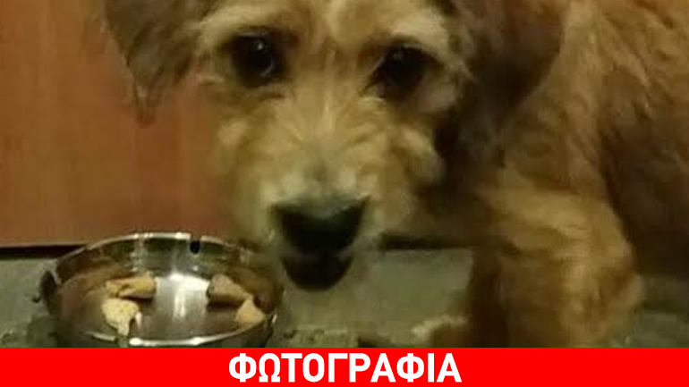 Βρέθηκε σκυλίτσα στο Χαλάνδρι