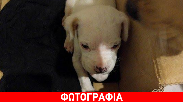 Βρέθηκε κουταβάκι κοντά στο μετρό Χαλανδρίου