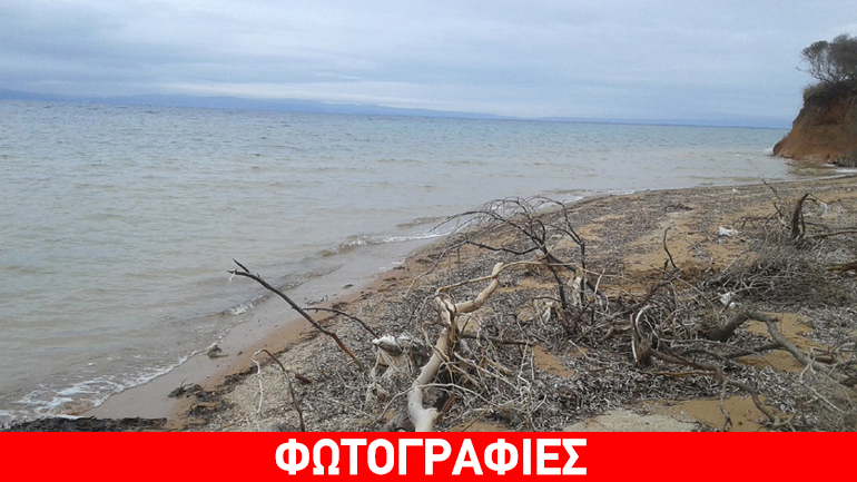 Ένας ξεχωριστός ίππος από… 327 θαλασσόξυλα