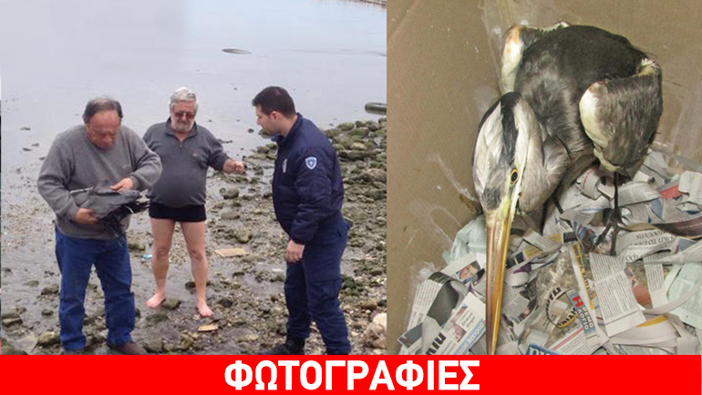 ΑΝΙΜΑ: Σε καλή κατάσταση ο ερωδιός που διεσώθη από ψαράδες στο Ναύπλιο