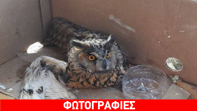 «Γέφυρα ζωής» για τραυματισμένο νανόμπουφο από τη Λήμνο