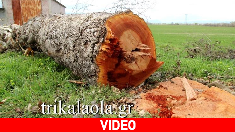 Έκοψαν υπεραιωνόβια πλατάνια στα Τρίκαλα