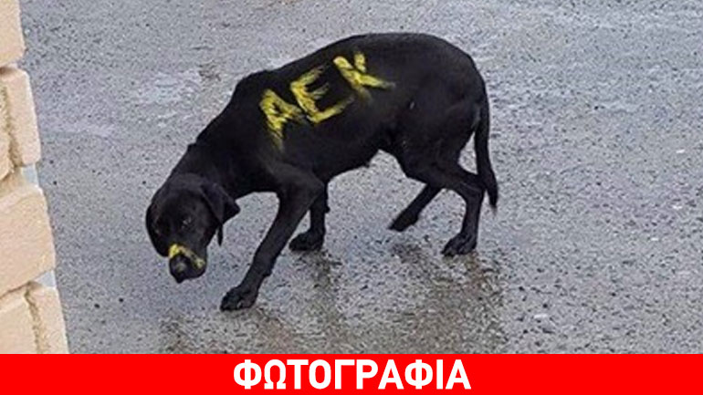 Η ΑΕΚ για το περιστατικό με τον σκύλο: «Πράξεις κανιβαλισμού, δεν συνάδουν με το ήθος μας»