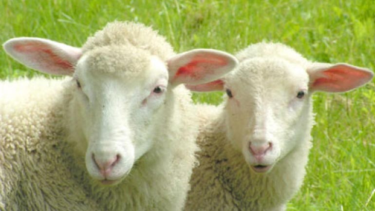 Σοκ στην Κρήτη: Έσφαξαν και έκλεψαν δεκάδες ζώα για εκδίκηση!