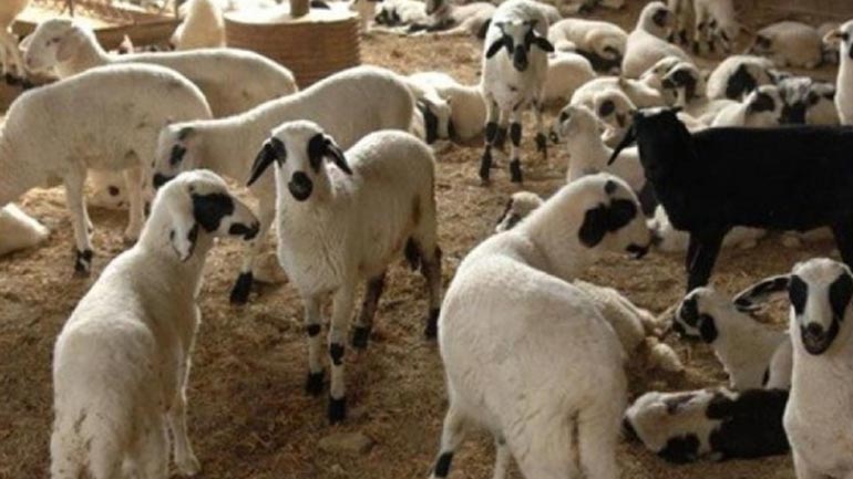 Κρήτη: Αδέσποτα εισέβαλαν σε στάνη και κατασπάραξαν αρνιά