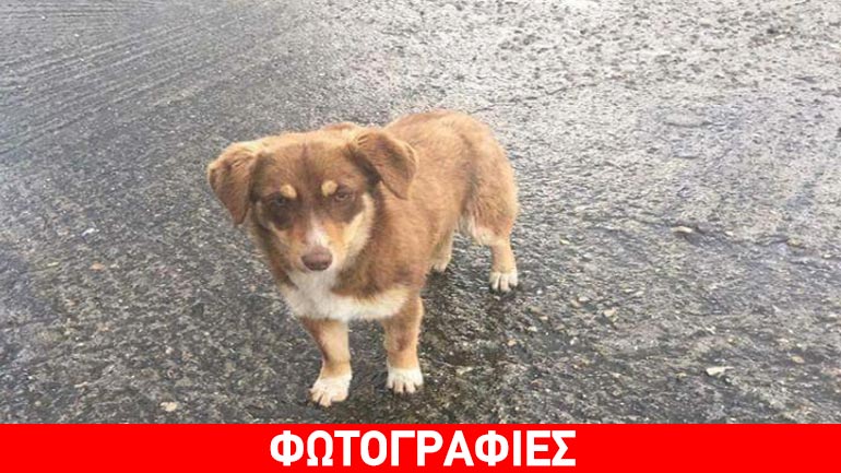 Σοκ στην Ξάνθη: Κουτάβι βρέθηκε βιασμένο