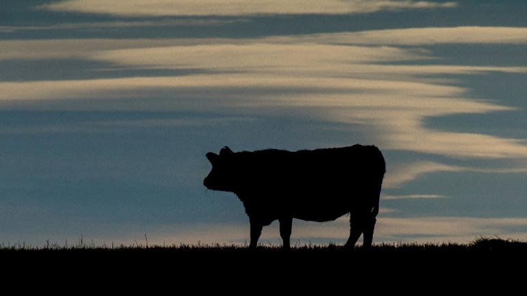 Ισπανία: Εντοπίστηκε κρούσμα της νόσου των «τρελών αγελάδων»