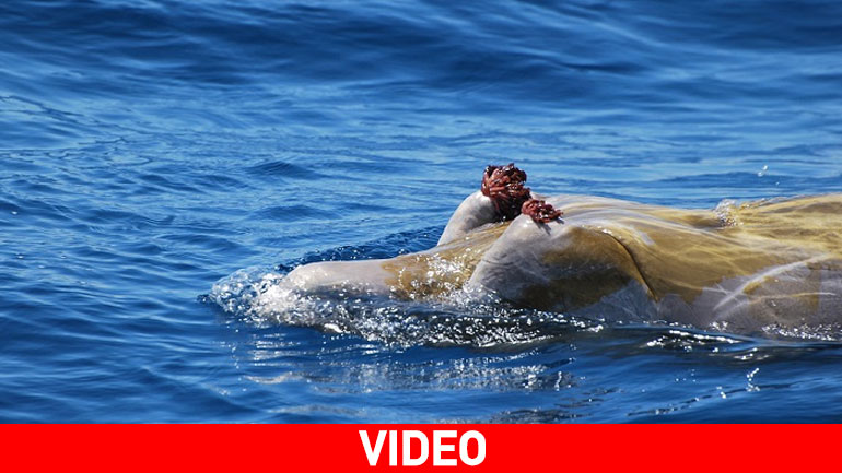 To πιο σπάνιο είδος φάλαινας καταγράφηκε για πρώτη φορά σε βίντεο!