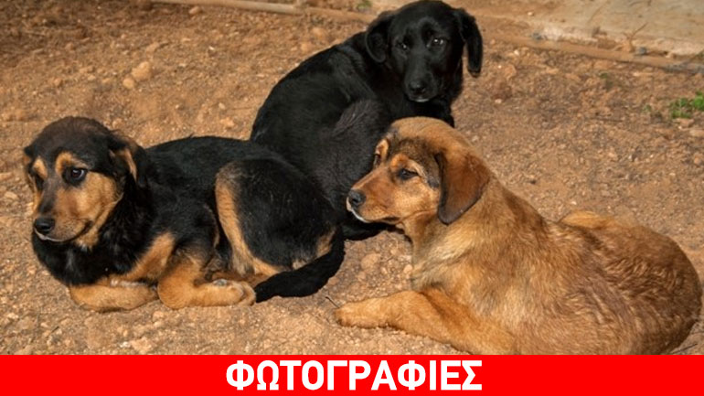 Παιχνιδιάρικα κουταβάκια αναζητούν σπίτι