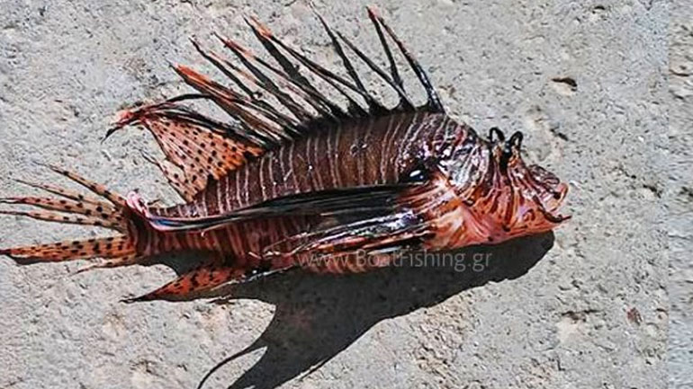 Λεοντόψαρο στα νερά της Κρήτης