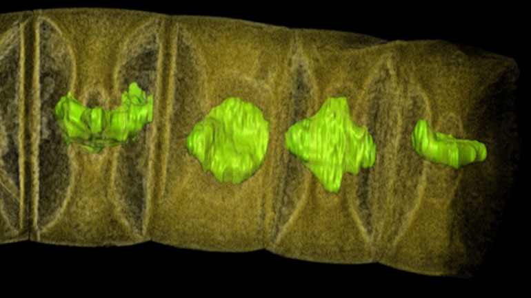 Ανακαλύφθηκαν τα αρχαιότερα απολιθώματα φυτικής μορφής, από φύκη ηλικίας 1,6 δισ. ετών