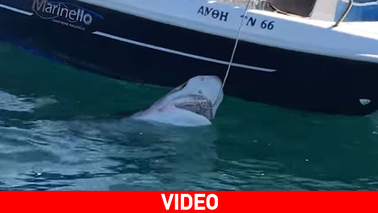 Αργολίδα: Αλιέας έπιασε σκυλόψαρο με πετονιά!