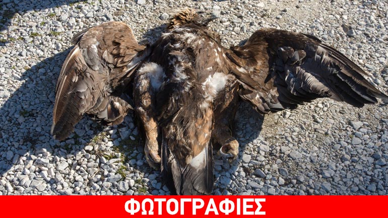 Σπάνιος χρυσαετός εντοπίστηκε νεκρός στο Εθνικό Πάρκο Πρεσπών