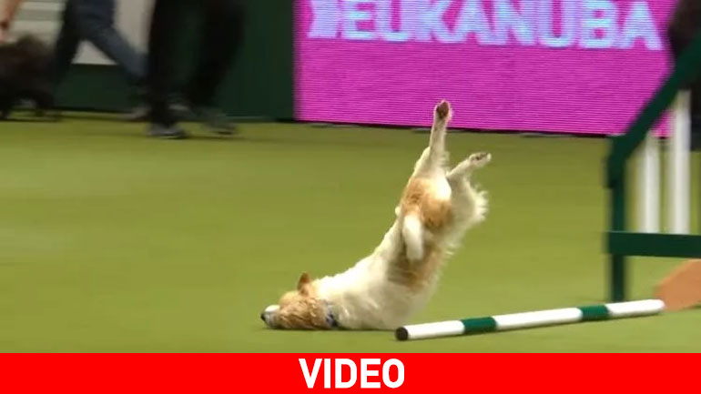 Epic fail από ένα Jack Russell- Αξίζει να το δεις αμέσως