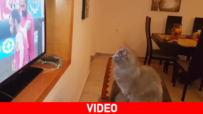 Γάτα… κολλημένη με το Survivor παρακολουθεί με αγωνία τις μονομαχίες Μαχητών-Διασήμων