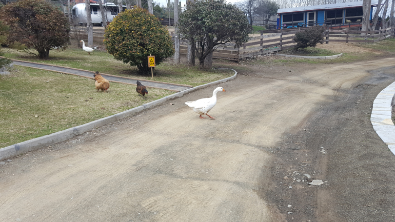 Περπατάς και συναντάς κότες, χήνες...