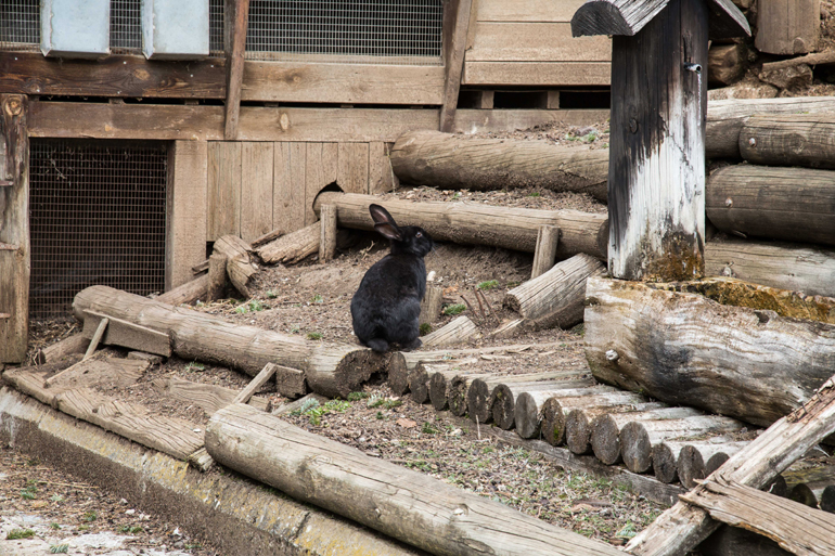 Κουνελάκια...