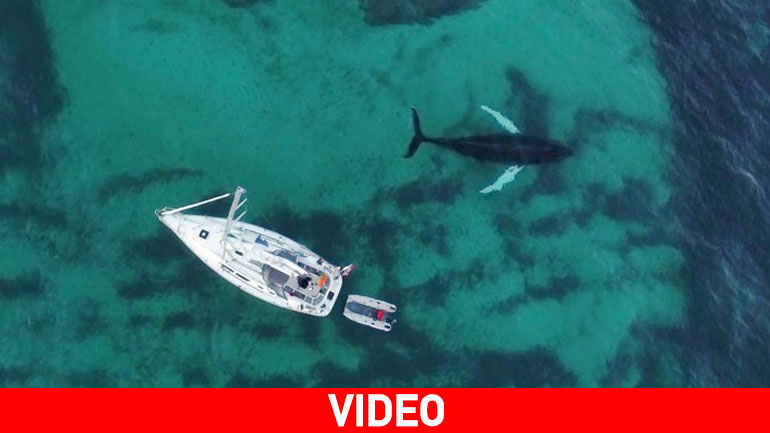 Χορεύοντας με τις φάλαινες όρκες