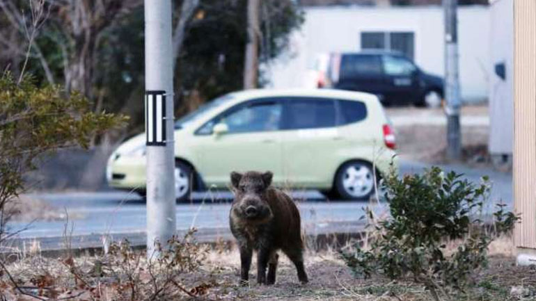 Αγριογούρουνο έκανε… σουλάτσα στο κέντρο του Πύργου!