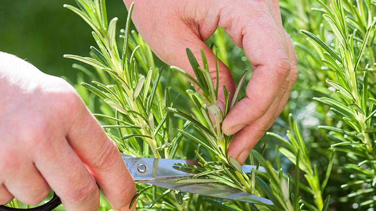 Τα βότανα που βοηθούν τη μνήμη και τη χαλάρωση