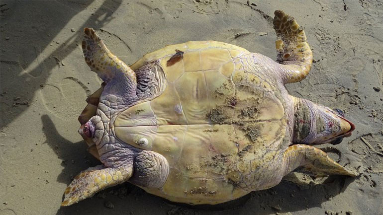 Αναζητούνται οι δράστες που αποκεφάλισαν 10 θαλάσσιες χελώνες στη Νάξο