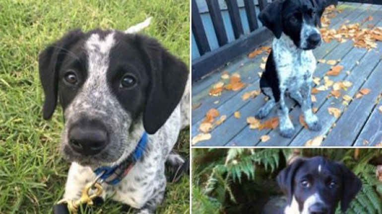 Σκότωσαν σκύλο γιατί εμπόδιζε την κίνηση των αεροσκαφών