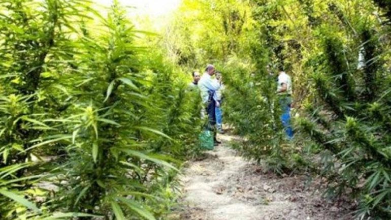 Europol: Χώρα παραγωγής και διακίνησης ναρκωτικών στην Ευρώπη η Αλβανία