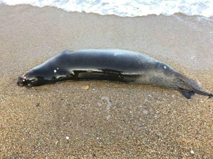 Η μεσογειακή φώκια που βρέθηκε νεκρή