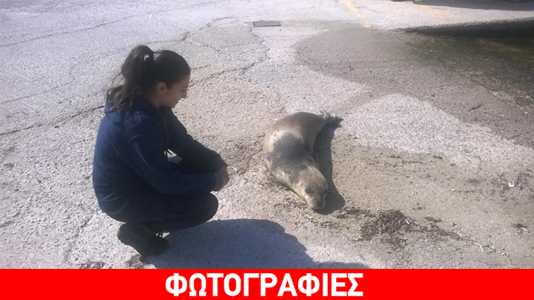 Αγωνία για τον «Θεοδόση», τη φώκια-μασκότ της Ίου