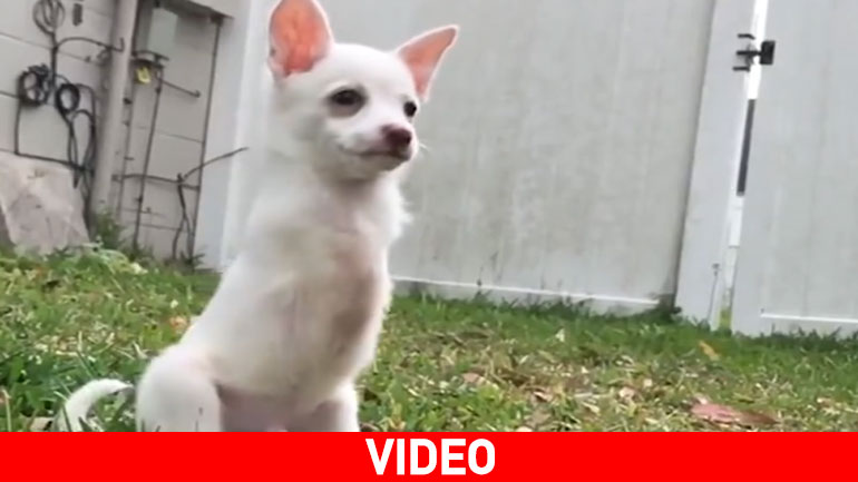 Αυτό το κουτάβι περπατά σαν τον T-Rex και στέλνει το δικό του μήνυμα