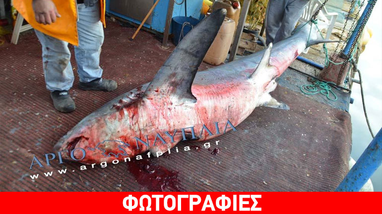 Στα δίχτυα καρχαρίας στον Αργολικό λίγα μίλια από το Ναύπλιο Στα δίχτυα καρχαρίας στον Αργολικό λίγα μίλια από το Ναύπλιο