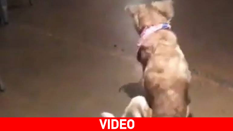 Ανάπηρος σκύλος αποδεικνύει την αξία της φιλίας