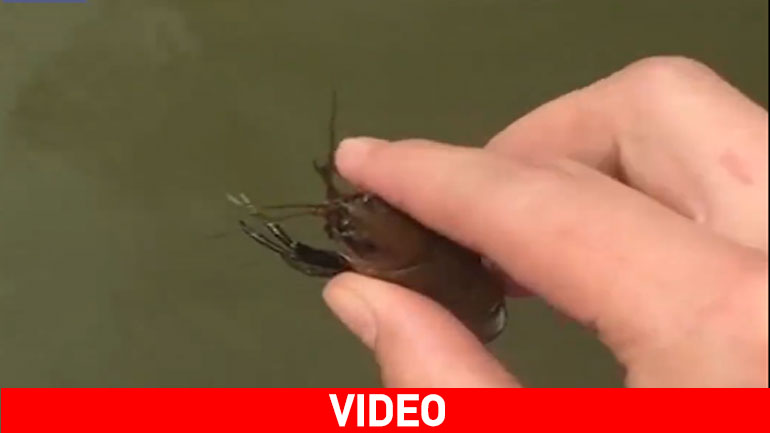 Ο πιο ασυνήθιστος τρόπος ψαρέματος ever