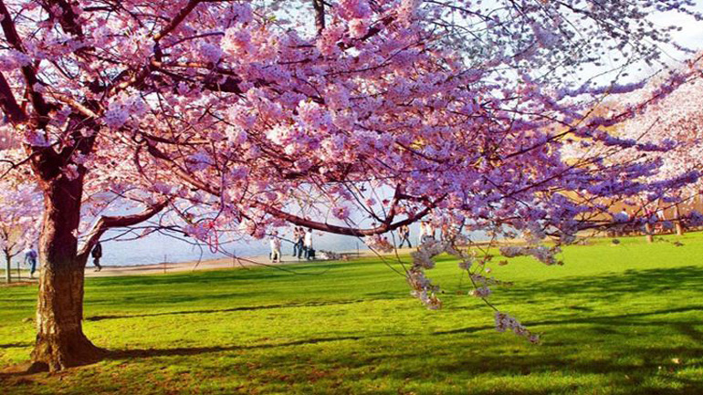 Αυτό είναι το doodle της Google για την έναρξη της άνοιξης!