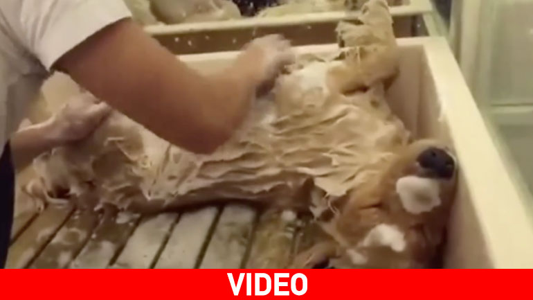 Δεν έχουμε δει σκύλο να απολαμβάνει περισσότερο το μπάνιο του