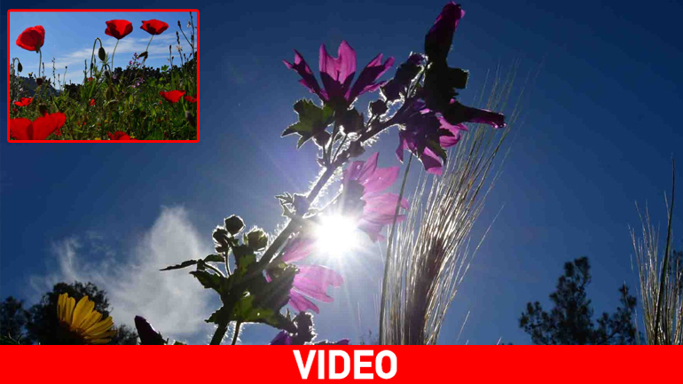 Οι πρώτες ανοιξιάτικες εικόνες από το Ναύπλιο