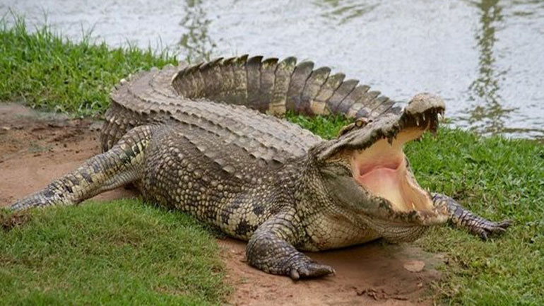 Κροκόδειλος κατασπάραξε ποδοσφαιριστή