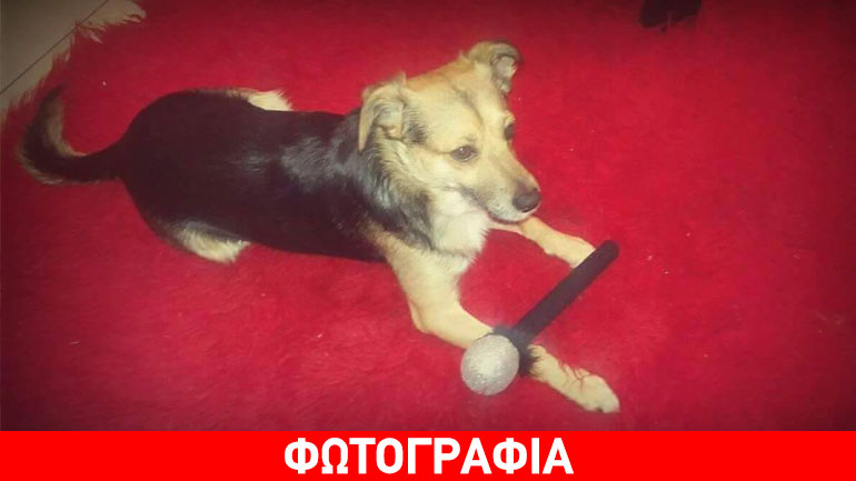 Ο γλυκύτατος σκύλος που του αρέσει να… τραγουδάει!