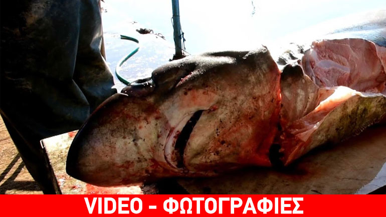 Έπιασαν και δεύτερο καρχαρία στον Αργολικό