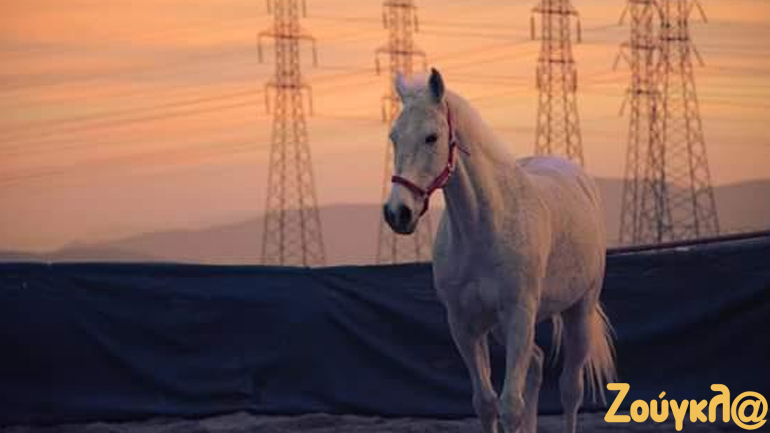 Ένα άλογο την άνοιξη…