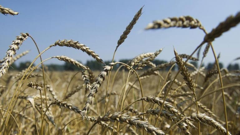 Tο Κρεμλίνο επιβεβαίωσε το τουρκικό εμπάργκο στα ρωσικά σιτηρά