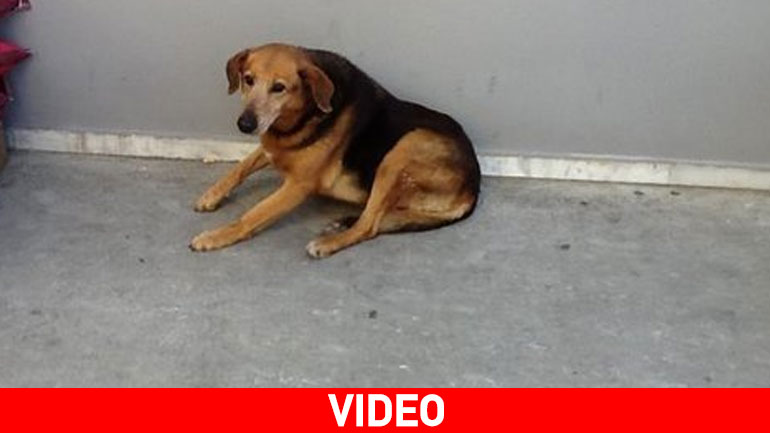 O «Χάτσικο» της Κρήτης