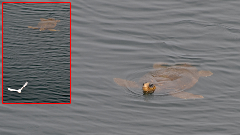 Κρήτη: Η χελώνα ατραξιόν της λίμνης του Αγίου Νικολάου